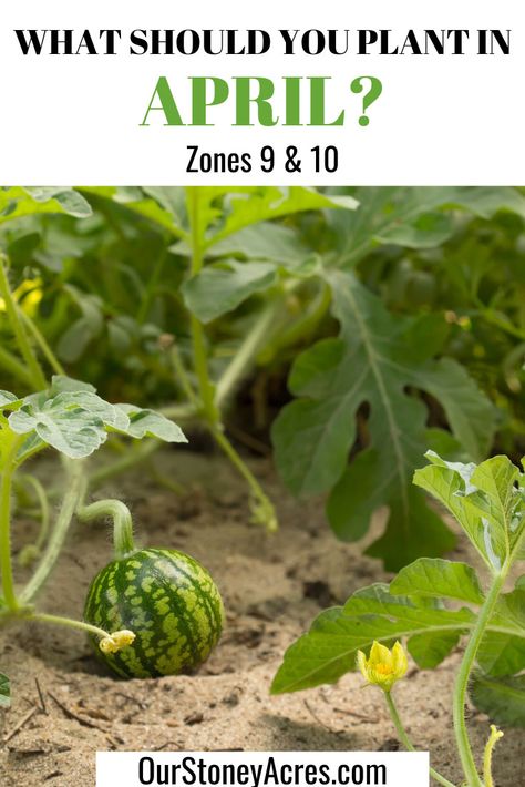 Growing Shallots, Zone 9 Gardening, Growing Green Beans, Tips For Growing Tomatoes, Growing Corn, Cucumber Trellis, Planting Guide, Building A Raised Garden, Gardening Zones