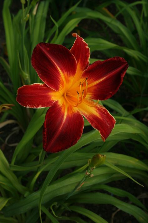 Flower Aesthetic Purple, Lilly Flower Aesthetic, Red Daylily, Lilly Flower Drawing, Purple Lilly, Zone 9b, Lily Care, Pink Lilly, Lilly Flower