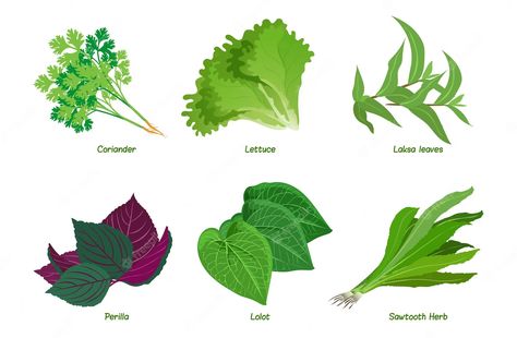 Premium Vector | Herb set sawtooth herb lolot perilla laksa leaves lettuce coriander Perilla Leaves, Leafy Plants, Leaves Vector, Vector Photo, Lettuce, Premium Vector, Graphic Resources, Plant Leaves, Herbs