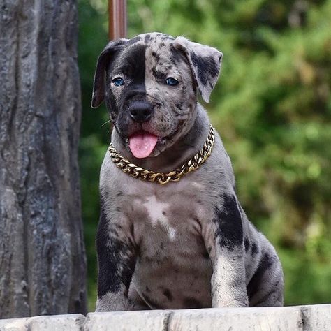 Pit Bulls Lovers on Instagram: “Follow @pitbullslovers04  for more . . .…” Pitbull Noir, Black Pitbull Puppies, American Pitbull Puppies, Blue Nose Pitbull Puppies, Cute Pitbull Puppies, Pitbull Dog Puppy, Pitbull Dog Breed, Pitbull Puppies For Sale, Pit Bull Puppies