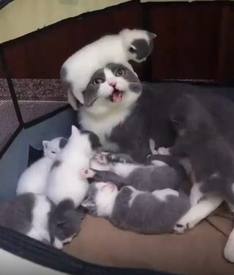 These Mom Cats Look Unprepared For Raising Kittens & We Totally Get It Raising Kittens, Mom Cat, Kitten Care, Cutest Animals, Mama Cat, They Said, Cute Kittens, Funny Cat Videos, Animal Planet