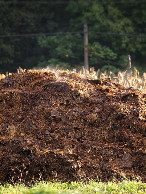 Cow manure heap. Rural scene , #AFFILIATE, #manure, #Cow, #heap, #scene, #Rural #ad Garden Spade, Cow Manure, Front Page Design, Rural Scenes, Scene Image, Family Farm, Business Flyer, Flyer Design, Stock Images Free