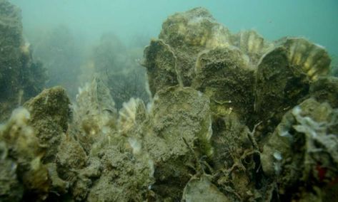 Re-establishing oyster beds to maximize their ecological benefits. Globally, less than 15 percent of the historic distribution of oyster reefs remain. Oyster reefs, salt marshes and seagrass beds provide valuable ecosystem services such as water filtration, shoreline protection and wave buffering during storm events. Rickety House, Geographic Information Systems, Ecosystem Services, Oyster Bed, Aquascape Design, Salt Marsh, Kelp Forest, Information Systems, North Carolina State University