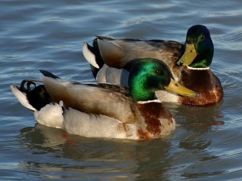 Mallard ducks love our ponds. Duck Species, Duck Pictures, Duck Wallpaper, Duck Art, Bird Carving, Wood Ducks, Mallard Duck, A Duck, Duck Hunting