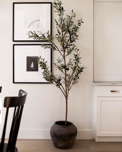 Our classic aged pots are here to stay! Pair them with a faux olive tree for the most perfect styled combo. Olive Tree Pot, Elm Wood Furniture, Senufo Stool, Vintage Terracotta Pots, Tree Pot, Faux Olive Tree, Entryway Console, Rice Wine, Home Entrance Decor