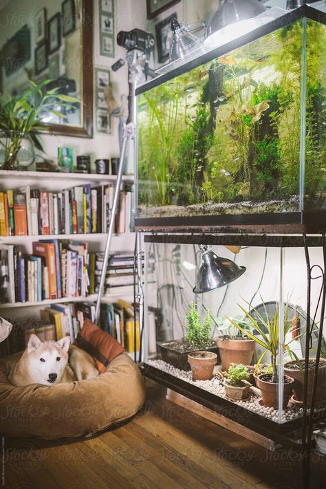 Plants And Books, Fish Tank Terrarium, Small Fish Tanks, Cool Fish Tanks, Indoor Water Garden, Aquarium Terrarium, Reptile Room, Fishing Room, Cool Fish