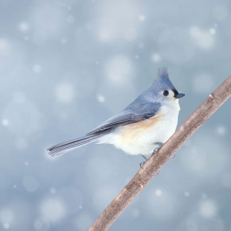 Tufted Titmouse, Woodland Animal Art, Winter Cottage, Winter Bird, Winter Animals, Nursery Art Prints, Bird Photo, Bird Photography, Winter Photography