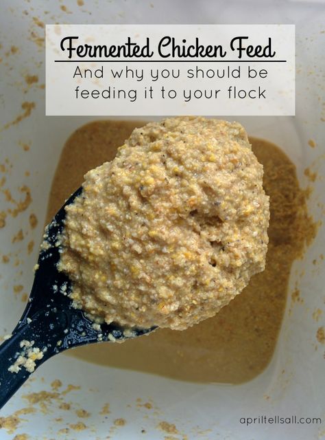 Organic Chicken Feed Recipe, Chicken Feed Recipe, Fermented Chicken Feed, Chicken Feed Diy, Fermenting Chicken Feed, Organic Chicken Feed, Food For Chickens, Feeding Chickens, Chicken Raising