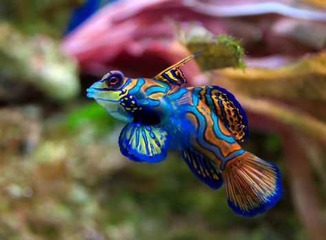 Mandarin Dragonet | 22 Colorful Animals Who Look Too Beautiful To Be Real Mandarin Fish, Ikan Air Tawar, Creature Marine, Fauna Marina, Salt Water Fish, Mandrill, Cool Fish, Blue Morpho, Underwater Creatures