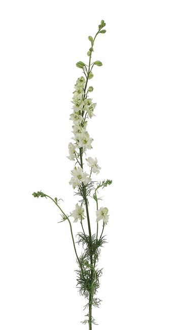 Larkspur White 80 cm XTR (21086) White Larkspur, Line Flower, Types Of Flowers, Garden Styles, Delaware, Horticulture, White Flowers, Florist, Wedding Flowers