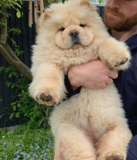 Chow Chow Dog Puppy, Smartest Dog Breeds, Cute Puppies And Kittens, Chow Chow Puppy, Cute Dog Photos, Cute Animals Puppies, Very Cute Dogs, Bear Dog, Smart Dog