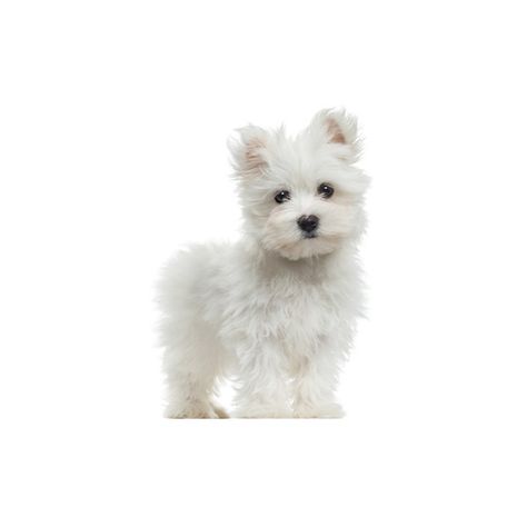 Maltese Puppy Standing, Looking At The Camera, 2 Months Old, Isolated... (54 BRL) ❤ liked on Polyvore featuring home, home decor, wall art, dogs, animals, pets, backgrounds, white posters, photography poster and animal posters Puppy White Background, Accessories White Background, Dog White Background, Posters Photography, Dog Posters, Backgrounds Photography, Backgrounds White, Photography Posters, 2 Months Old