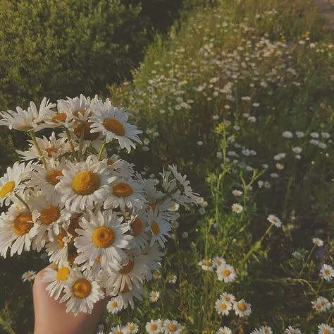 Orange Butterflies, The Last Hours, Daisy Wallpaper, Last Hours, Chamomile Flowers, Cassandra Clare, Aesthetic Photos, Pretty Flowers, Book Series