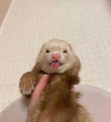 Ferret Pictures, Ferret Care, Baby Ferrets, Funny Ferrets, A Ferret, Pet Ferret, Cute Ferrets, Cute Kawaii Animals, Pets 3