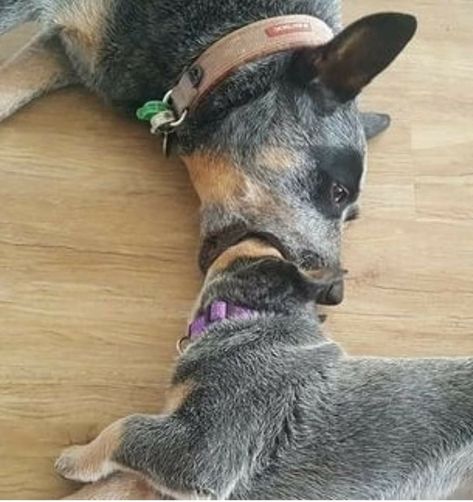 Aussie Cattle Dog, Eaten Alive, Austrailian Cattle Dog, Cattle Dogs Rule, Foto Cowgirl, Heeler Puppies, Small Puppy, Blue Heeler Dogs, Dog Blue Heeler