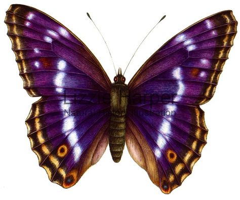 The Purple Emperor (Apatura iris) is a Eurasian butterfly of the Nymphalidae family. Purple Emperor Butterfly, Emperor Butterfly, Butterfly And Moth, Purple Emperor, Emperor Moth, Moth Species, Atlas Moth, Wood Butterfly, Tiger Moth