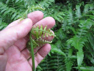 What Is A Vegetable Fern: Information About The Vegetable Fern Plant -  Nature has surprises around every corner, and the vegetable fern is a perfect example. What is a vegetable fern? It is an edible plant harvested and eaten in its native regions. This article has more information on vegetable fern plants. Ponytail Tips, Ponytail Palm Care, Fern Plants, Ponytail Palm, Sauna Kits, Cedar Walls, Sensitive Plant, Edible Wild Plants, Sauna Room