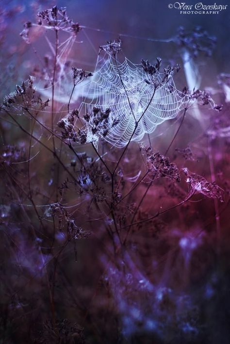 It's a kind of magic by VeraOzerskaya on DeviantArt A Kind Of Magic, Spider Art, Midnight Garden, Pastel Decor, Witch Aesthetic, Purple Aesthetic, Pics Art, Shades Of Purple, Spider Web