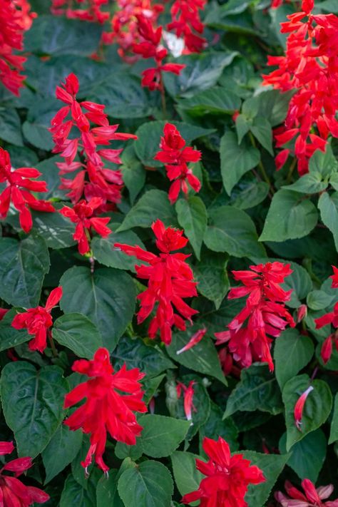 Red Salvia Landscaping, Salvia In Containers, Red Salvia Plant, Boarder Plants, Salvia Garden, Salvia Plant, Red Salvia, Red Perennials, Backyard Lights