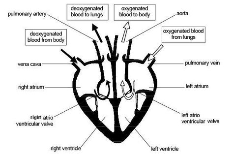 Heart Structure Diagram, Simple Heart Diagram, Diagram Of The Heart, Human Heart Diagram, Pharmacy Images, Science Project Models, Medicine Images, Heart Circulation, Biology Diagrams