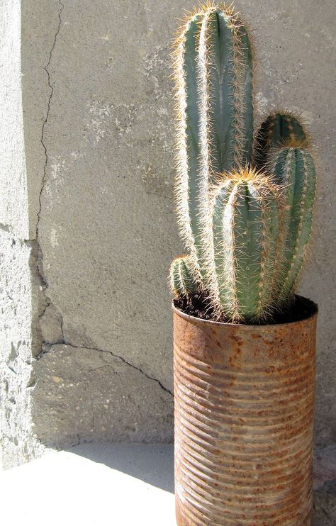 Kaktus Dan Sukulen, Plants Are Friends, Desert Garden, Cactus Y Suculentas, Cactus Garden, Plant Mom, Cactus And Succulents, Desert Rose, Tin Can