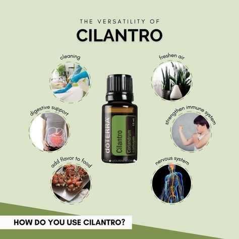 While you can most definitely use your essential oil in the kitchen as a substitute for fresh Cilantro, you can also use it for so much more! Cilantro essential oil can aid in healthy digestion and act as a natural cleanser and detoxifier for the body. When applied to the skin, Cilantro provides a soothing and cooling sensation that can aid in relaxation. #thisoiljourney #doterra #cilantro Cilantro Essential Oil, Cilantro Oil, Essential Oil Usage, Essential Oil Safety, Essential Oil Companies, What Are Essential Oils, Natural Cleanser, Healing Hands, Healthy Digestion