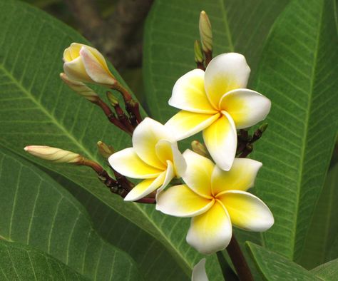 Champa / Frangipani: Plumeria [Family: Apocyanaceae] Rose Crafts, Indian Flowers, National Flower, Journal Doodles, Cool Anime Pictures, Botanical Flowers, Exotic Flowers, Summer Flowers, Ink Art