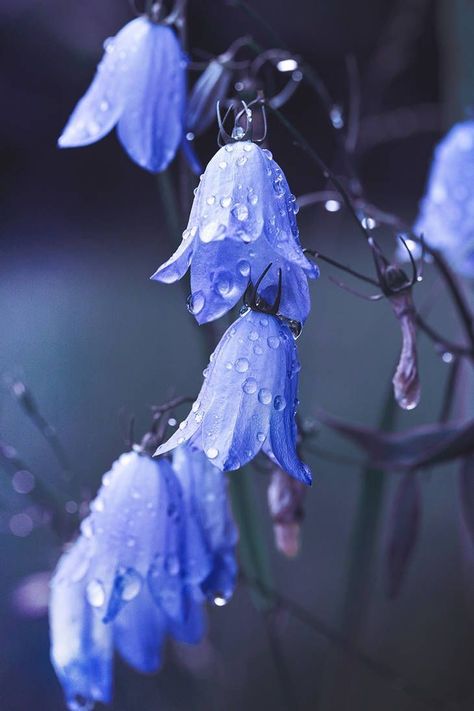 Rainy Day Photography, Blue Bell Flowers, Rainy Day Aesthetic, Autumn Rose, No Rain No Flowers, Language Of Flowers, Garden In The Woods, Purple Rain, Artist Art