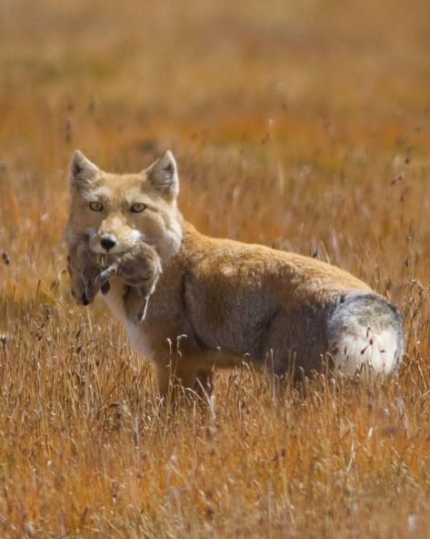 Tibetan fox (Vulpes ferrilata) / Renard du Tibet / Image by birdingbeijing (Terry Townshend) from inaturalist.org Tibetan Fox, Vulpes Vulpes, Wild Dogs, Red Fox, Popular Culture, Tibet, Inspiration Board, The Stage, Wolves