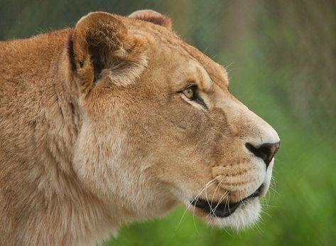 Lioness Portrait, Lioness Tattoo, Animal Inspiration, Panthera Leo, Lion Drawing, Albino Animals, Lion Images, Big Cats Art, Lion Logo