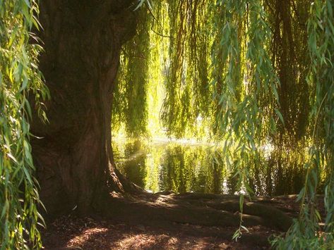 Kitchen Collage, Weeping Trees, Fire Demon, Willow Trees, Weeping Willow Tree, 10 October, Pretty Trees, Secret Pocket, Sore Eyes