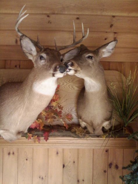 Beautifully designed mounts.  ....♡♥♡♥♡♥Love it Deer Mount Ideas, Deer Heads, Deer Mounts, Hunting Room, Always Kiss Me Goodnight, Hunting Girls, Hunting Decor, Trophy Rooms, Deer Decor