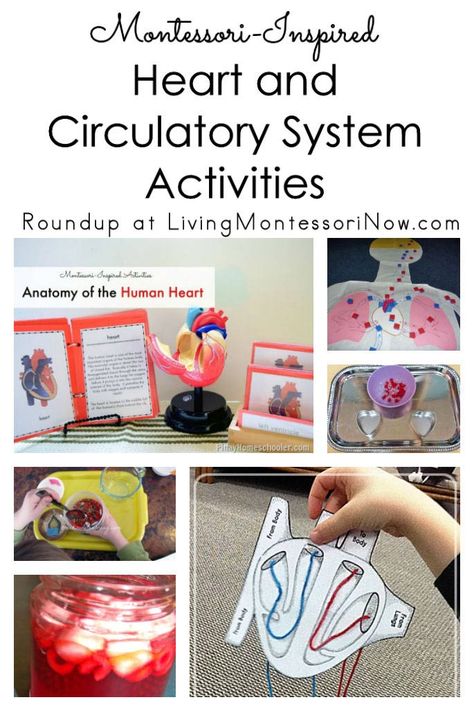 Circulatory System Preschool, Cardiovascular System Activities, Heart Health Preschool Activities, Circulatory System Activities For Kids, Heart Science Project For Kids, Heart Lessons For Kids, Preschool Heart Activities, Heart Activity For Kids, Anatomy Crafts