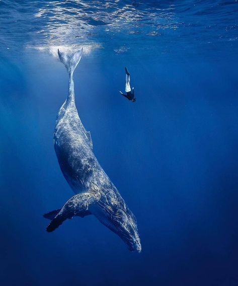 Whales Nation on Instagram: “Diving with a gentle giant 😍 How small does this make you feel? 🐋 . 💙 Like and Save! . 🐳 Share with someone that should see this! . 📷 By:…” Whale Pictures, Whale Illustration, Nikon D850, Save The Whales, Whale Art, Beautiful Sea Creatures, Humpback Whale, Blue Whale, Marine Biology