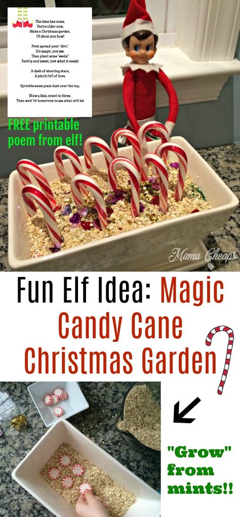 Fun Elf Idea: Magic Candy Cane Christmas Garden + FREE Printable Poem Get poem here: https://www.mamacheaps.com/2017/11/fun-elf-idea-magic-candy-cane-christmas-garden.html Elf On The Shelves, Magic Candy, Elf Idea, Awesome Elf On The Shelf Ideas, Elf Magic, Elf Activities, Elf Antics, Elf Fun, And So It Begins