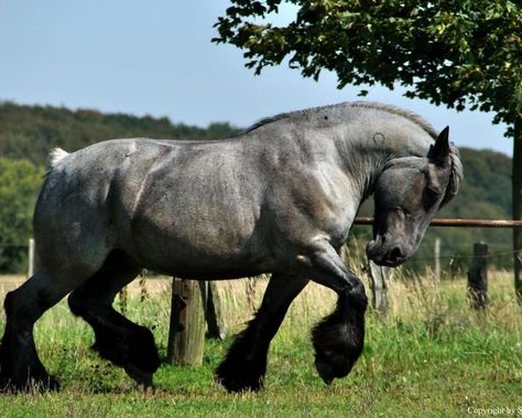 Belgian Horse, Belgian Draft Horse, Walking Horse, Draft Horse, Horse Inspiration, Big Horses, Appaloosa Horses, Custom Horse, Draft Horses