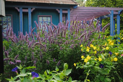 'Blue Boa' combines well with other perennials. Bright House, Plant Combos, Side Bed, Four O Clock, Gravel Garden, Zone 5, Garden Photos, Perennial Plants, English Garden