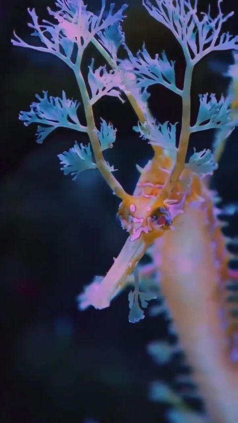 Dragon Seahorse, Leafy Seadragon, Leafy Sea Dragon, Life Under The Sea, Deep Sea Creatures, Beautiful Sea Creatures, Sea Dragon, Sea Monsters, Marine Animals