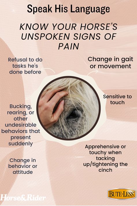 Is your horse trying to tell you that he's 𝘂𝗻𝗰𝗼𝗺𝗳𝗼𝗿𝘁𝗮𝗯𝗹𝗲? Watch for these 𝟔 𝐰𝐚𝐫𝐧𝐢𝐧𝐠 𝐬𝐢𝐠𝐧𝐬 that might be red flags for pain. Horse Behavior Signs, Horse Behavior, Horse Information, Care Management, Horse Sign, Horse Feed, Simple Signs, Different Signs, Horse Tips