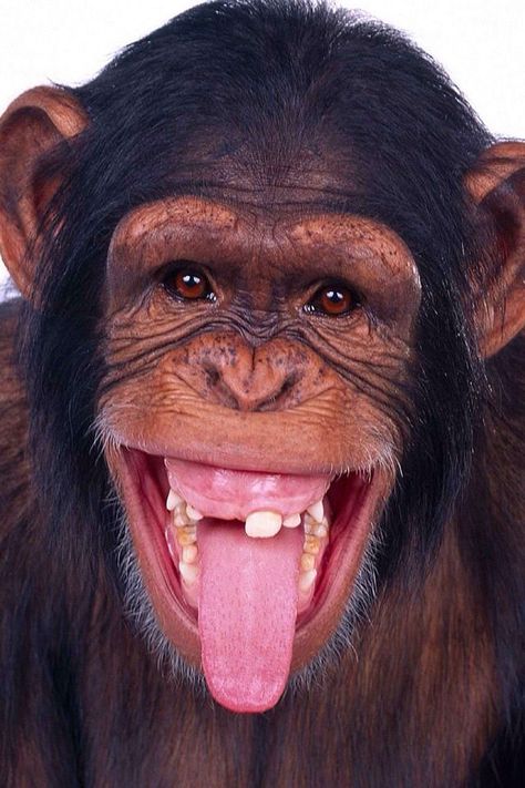 Hee Hee! Smiling Animals, Laughing Face, Butterfly Fish, Funny Monkey, Monkey Pictures, Odd Couples, Monkeys Funny, Aesthetic Eyes, Toothless