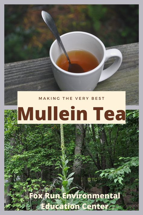 Mullen Tea Recipe, How To Make Mullein Tea, Mullein Tea Blends, How To Make Mullein Tincture, Mullen Recipes, Mullen Tea Benefits, Mullein Tea Recipe, Mullein Recipes, Foraging Mullein