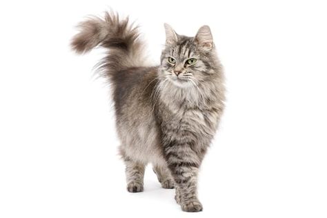 Cat Tail Meaning, Cat Tail Language, Norwegian Cat, Silver Tabby Cat, Cat Supplements, Cat Language, Cat Stock, Siberian Cat, Animal Sounds