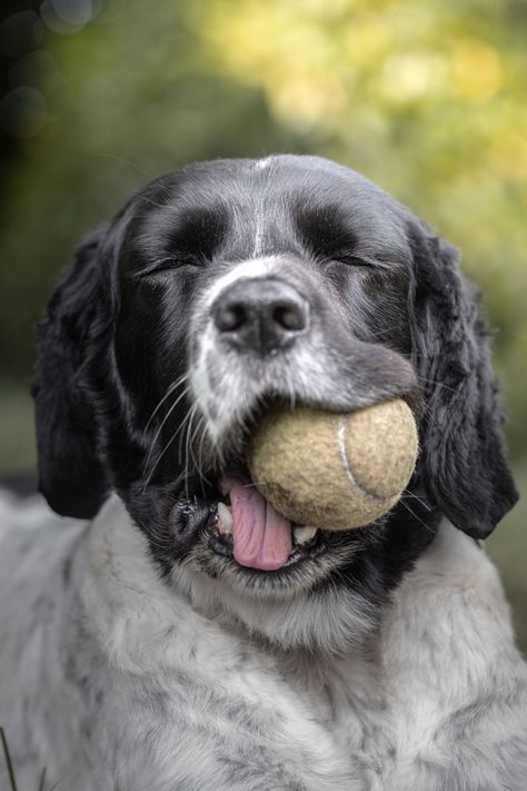 Happy dog with a tennis ball #dogphotography #dog #dogs #dogsofinstagram #doglovers #dogtips #doglovers #dogsneedholidaystoo #dogphoto Funny Dog Photography, Dog Puppy Photography, Simple Dog Photoshoot, Easy Dog Photography Ideas, Pet Photography Poses, Dog Photoshoot Pet Photography, Dog Portrait Photography, Dog Photo Ideas, Dog Photography Ideas