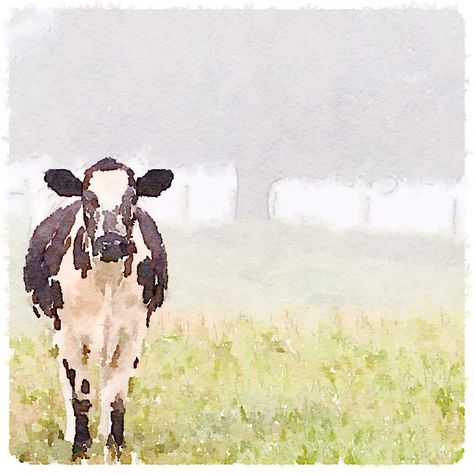 Cow, painted in #Waterlogue. Watercolor Cow Tutorial, Watercolor Cow Easy, Cows Watercolor, Cow Watercolor Painting, Watercolour Cow, Watercolor Cows, Farm Watercolor, Cow Watercolor, Farmhouse Paintings