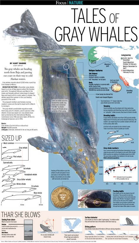 Whales - Gray whales Migrating - California - OCR - Curated: John McLaughlin, Master Day Trading Coach -  http://DayTradersWin.com - Day Trading Stocks, NEW School Whale Migration, Marine Poster, Animal Infographic, Science Infographics, John Mclaughlin, Scientific Poster, Invest In Stocks, Zestaw Ikon, Trading Stocks