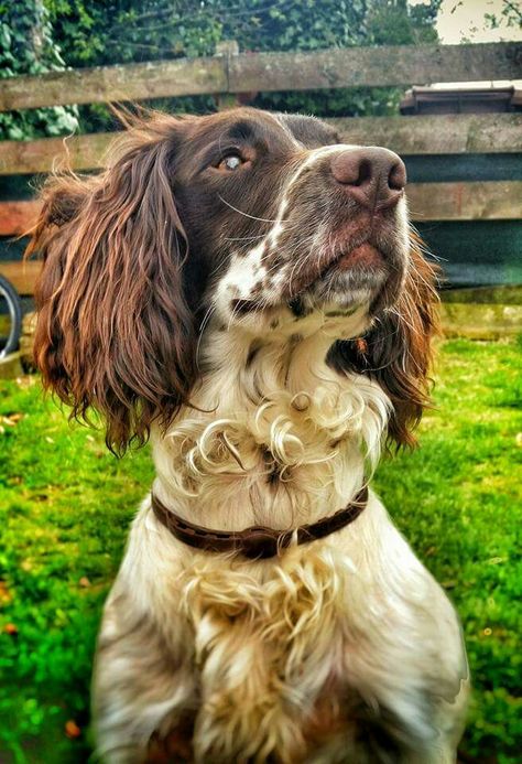 Working Springer Spaniel. Sprinter Spaniel, Working Springer Spaniel, Hunting Dog Names, Duck Hunting Dogs, English Springer Spaniel Puppy, Labrador Retriever Training, Hunting Photography, Hunting Dogs Breeds, Springer Spaniel Puppies