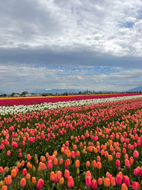 skagit valley tulip fesitval tulip fields pink tulip april bloom yellow spring colors A Field Of Tulips, Lesbian Tulip Field, Amsterdam Tulip Fields Aesthetic, Tulips Field Wallpaper, Tulip Fields Netherlands Aesthetic, Tulip Field Aesthetic, Tulip Field Wallpaper, Amsterdam Tulip Fields, Tulip Picking