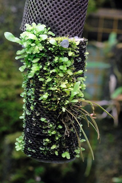 Hygrolon - Moss and fern studie | Detail studie of a Hygrolo… | Flickr Orchid Terrarium, Mini Orquideas, Miniature Orchids, Vase Deco, Moss Plant, Orchids Garden, Diy Plant Hanger, Moss Garden, Low Light Plants