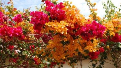 Cuidados de la planta Santa Rita. La planta conocida como Santa Rita o buganvilla pertenece a la familia de las rubiáceas y al género Ixora, el cual cuenta con unas 500 especies de... Santa Rita Planta, Shower Pics, Palm Garden, Santa Rita, Patio Interior, Bougainvillea, Bunch Of Flowers, Tropical Garden, Horticulture