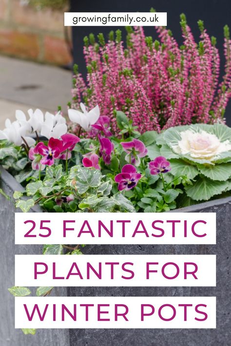 Best winter plants for pots: 25 stunning low maintenance plants - Growing Family Autumn Winter Planter Ideas, Front Garden Pot Ideas, Autumn Garden Pots Ideas, Winter Outside Decor Pots & Planters, Flowers On Balcony Ideas, Flower Pots Planting Ideas, Plant Arrangements Outdoor Flower Pots, Winter Plant Pot Ideas, Winter Flowers For Pots